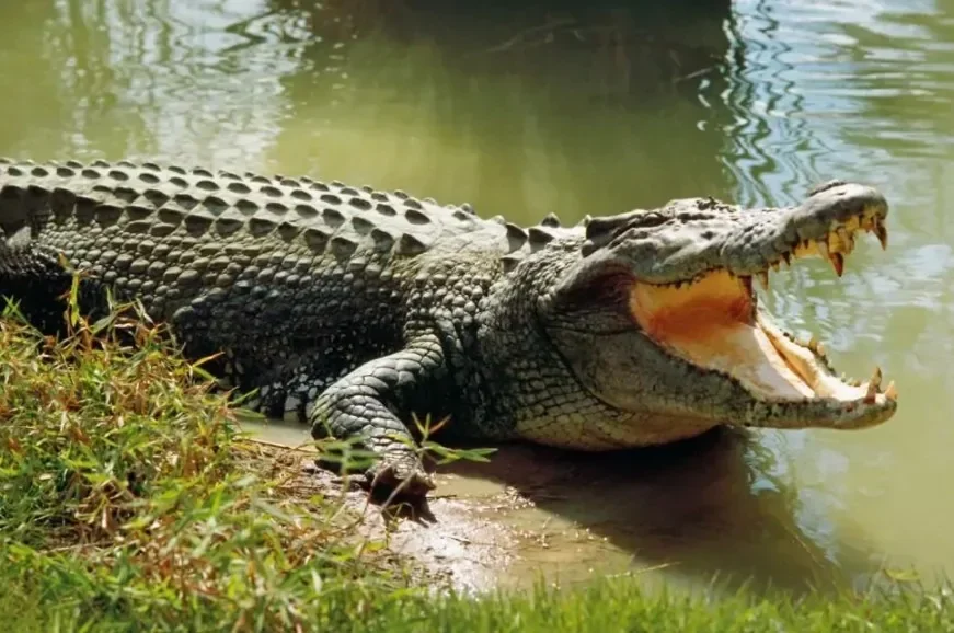 Buaya Sungai Cisadane Ngamuk, Bocah 10 Tahun Jadi Korban!