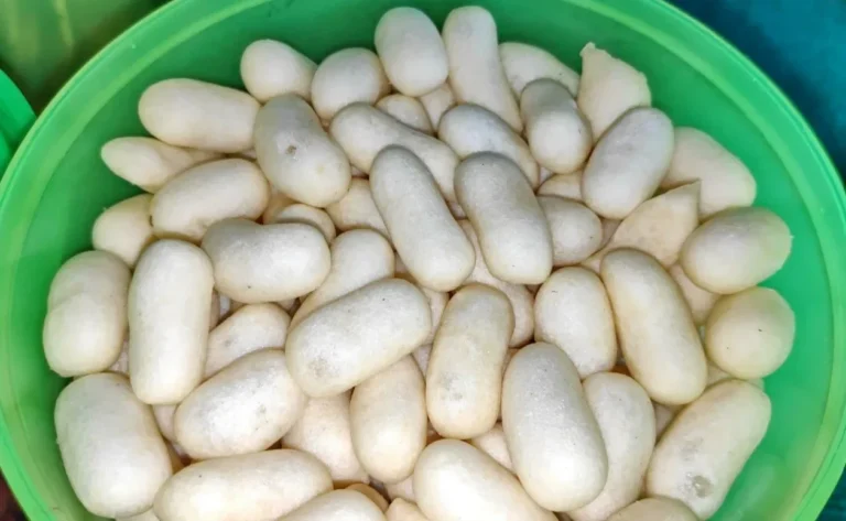 Indonesian traditional snack, Kue Telur Gabus Keju or Egg cork