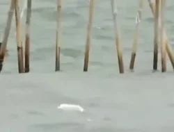 Pemalsuan Dokumen Pagar Laut Berbau Korupsi, MAKI: Jangan Pakai KUHP Biasa!