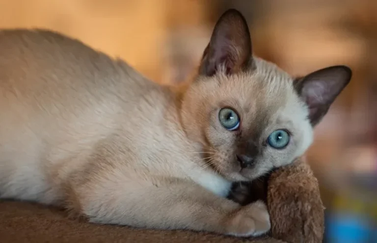 Harga Kucing Tonkinese