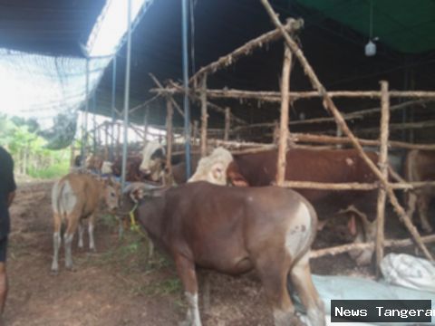 Sapi Bali Laris Manis di Sumsel Jelang Idul Adha