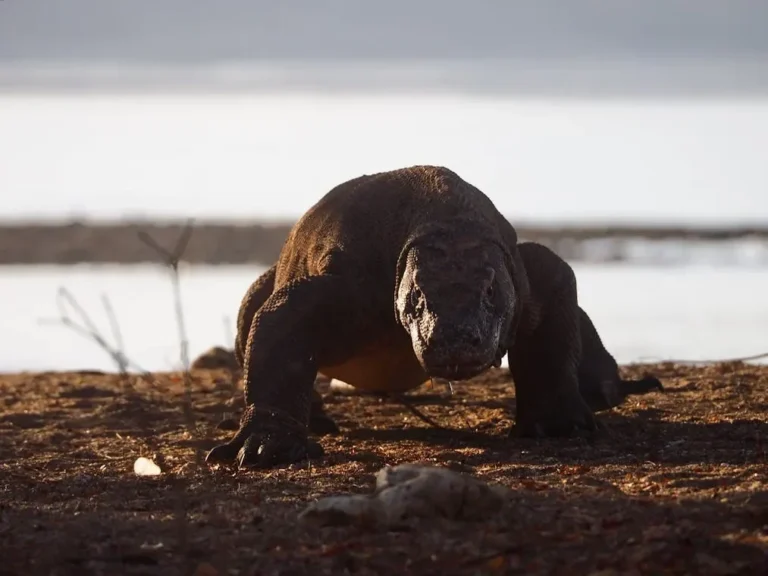 A majestic Komodo dragon in its natural habitat in East Nusa Tenggara, Indonesia.