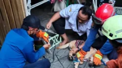 ART di Tangerang Diserang Anjing Majikan, Warga Diminta Waspada!