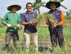 Bukan Kaleng-Kaleng! Mantan Perwira Militer Ini Banting Setir Jadi Petani Timun, Panen Ratusan Kilo Tiap Hari!