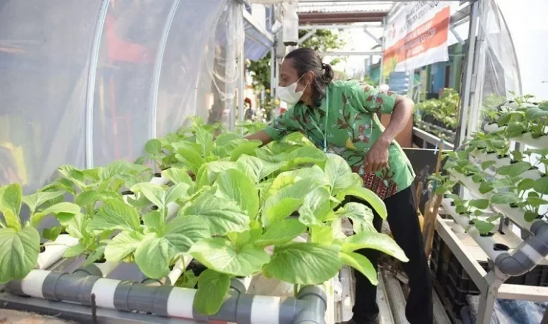 Gak Nyangka! Petani Urban Tangerang Panen Jagung ‘Jantan’ Sampai 4 Ton/Hektar, Bikin Ekonomi Auto Ngebut!