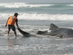 Hiu di Piringmu: Halal atau Haram? Intip Fakta Mengejutkan di Balik Menu MBG yang Viral!