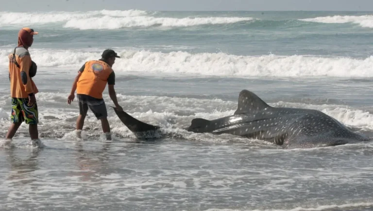 Dua orang menarik bangkai ikan hiu paus di pantai dengan ombak besar.