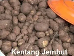 Kentang Jembut Masuk KBBI: Viral Karena Nama, Ternyata Punya Segudang Manfaat Tak Terduga!