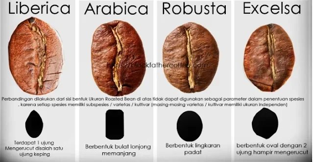 Kopi Kamu Rasanya Gitu-Gitu Aja? Ternyata Ini 4 Jenis Biji Kopi yang Wajib Kamu Tahu!