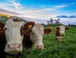 Lorong Apartemen Berubah ‘Altar Gaib’: Warga Singapura Geger, Ada Apa Ini?