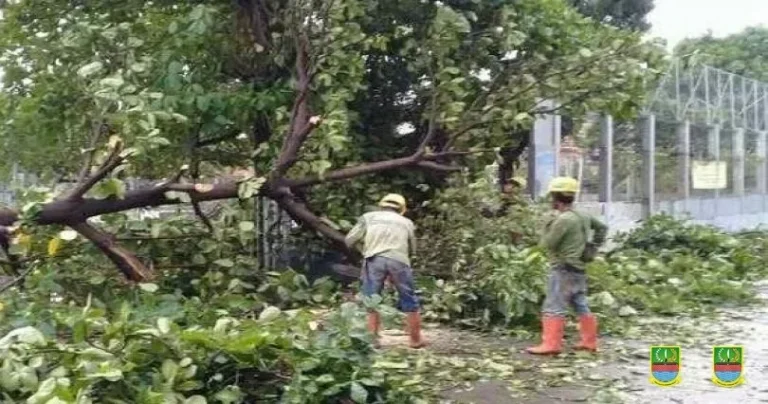 Petugas membersihkan puing pohon tumbang akibat hujan deras dan angin kencang di Tangerang Selatan.