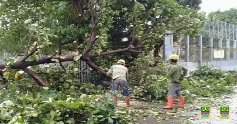 Waspada! Hujan Badai Bikin Pohon Tumbang Beruntun di Tangsel, BPBD Ungkap Fakta Ngerinya!
