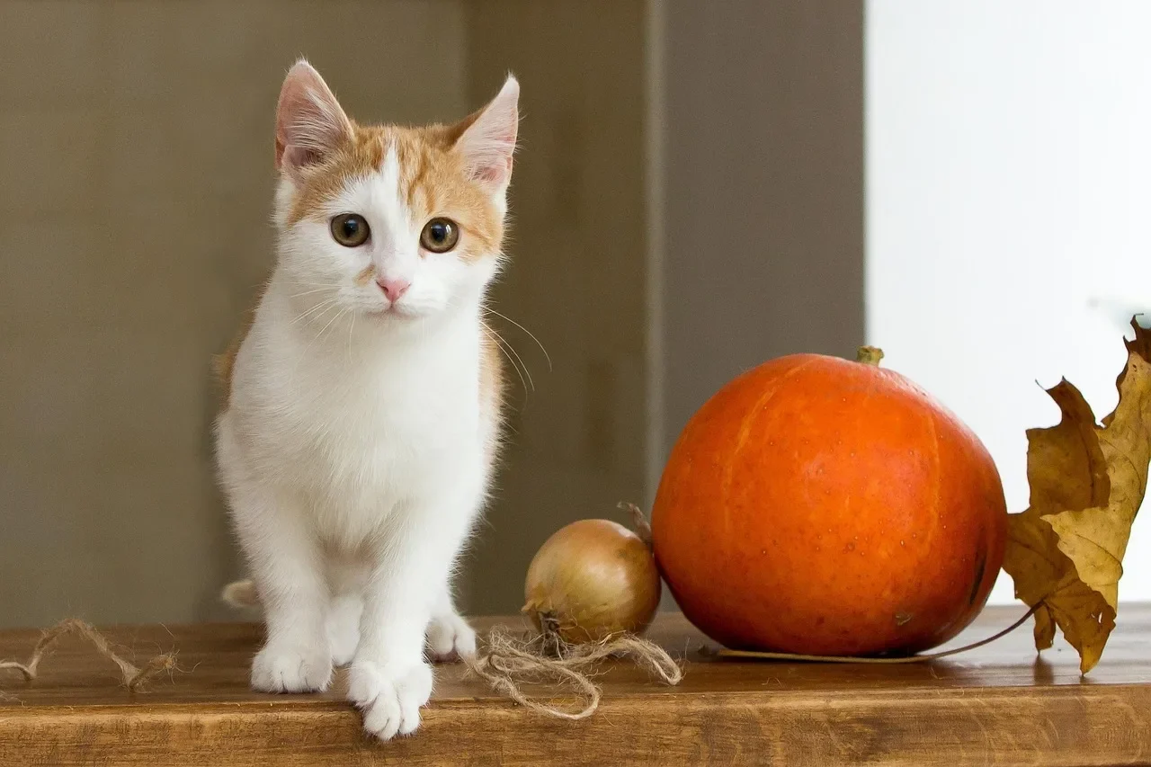 cat, ginger, pet, red cat, animal, house cat, kitten, cute, young cat