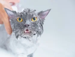 Ide Usaha Rumahan Sampo Kucing: Modal, Bahan, dan Cara Pembuatan yang Menguntungkan