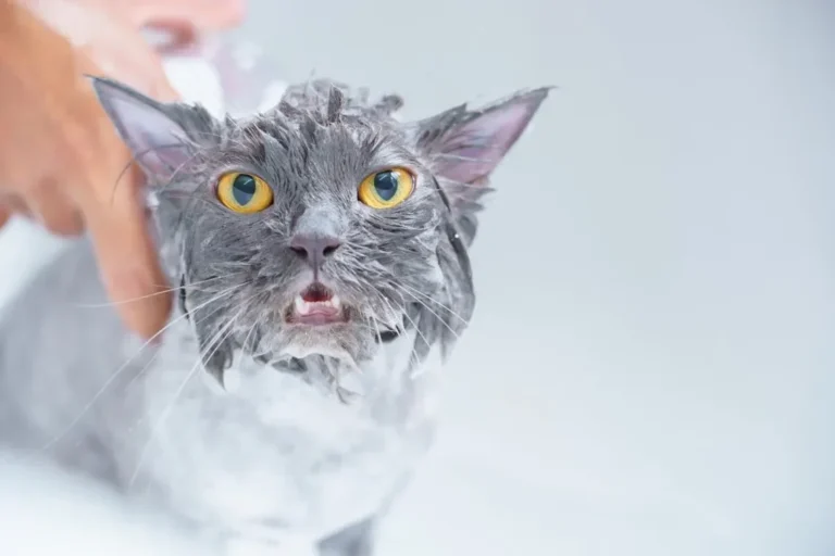 Close-up shot of a wet gray cat getting a bath. Perfect for pet care themes.