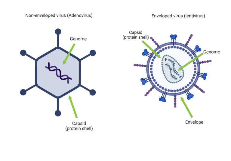 Ilustrasi struktur virus non-selubung (Adenovirus) dan berselubung (Lentivirus) beserta komponennya.