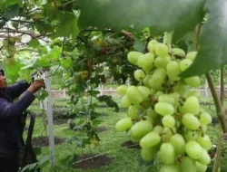 Bikin Kaget! Menkes Usul Pelajaran Keamanan Pangan Wajib di Sekolah, Demi Masa Depan Sehatmu!