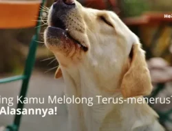 Bukan Kaleng-kaleng! Tikus Mungil Ini Punya Suara Melolong Bak Serigala, Dijamin Bikin Melongo!