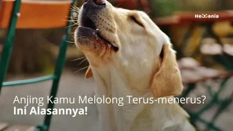Anjing berwarna terang dengan kepala mendongak dan mulut terbuka, seolah sedang melolong.
