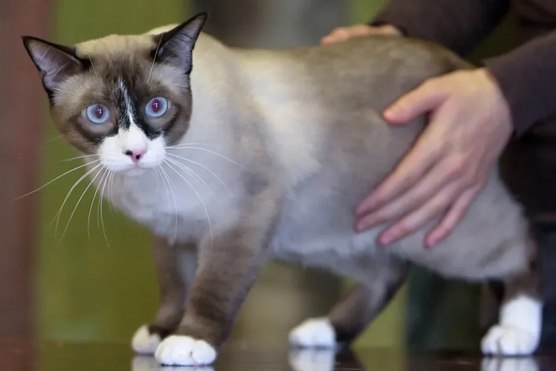 Ciri fisik Kucing Snowshoe bermata biru cerah dengan bulu krem-cokelat dan cakar putih sedang dielus lembut.