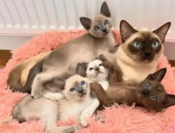 Kucing Tonkinese: Karakteristik, Perawatan, dan Harga Terbaru