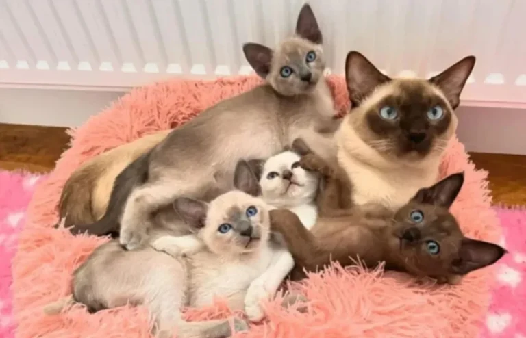 Keluarga kucing Tonkinese bermata biru cerah dan anak-anaknya berpose lucu di bantal berbulu merah muda.