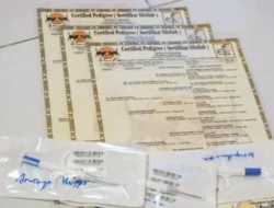 Biaya dan Cara Membuat Sertifikat Kucing di Indonesia Cepat & Mudah