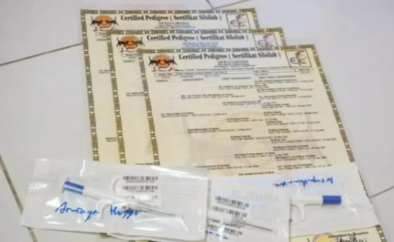 Beberapa sertifikat silsilah hewan (pedigree) dan perlengkapan medis steril di atas permukaan.