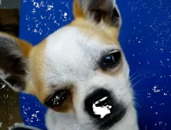 Dih, Valentino Rossi Bilang Sirkuit Mandalika ‘Mantap Bos!’: Ini Dia Komentar Lengkapnya!