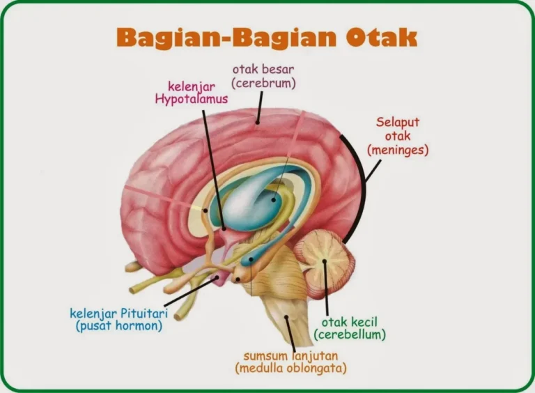 Ilustrasi diagram anatomi otak manusia, menunjukkan bagian-bagian utama seperti otak besar, otak kecil, dan hipotalamus.