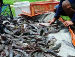 Gokil! Program Lele PLN Banten Bikin Warga Tigaraksa Panen Cuan, Langsung Sabet Penghargaan Bergengsi!