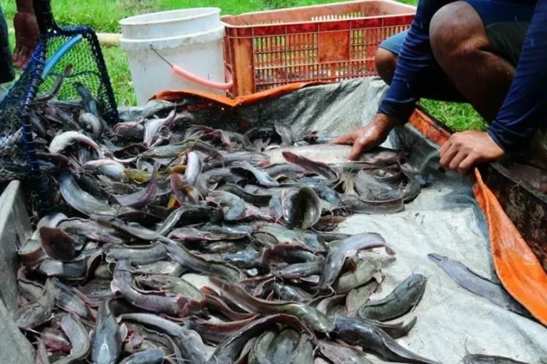 Tumpukan ikan lele hasil panen program budidaya PLN di Tigaraksa.
