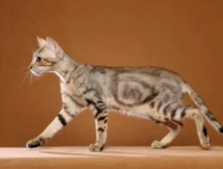 Harga Kucing Sokoke: Karakteristik, Sejarah, dan Panduan Lengkap