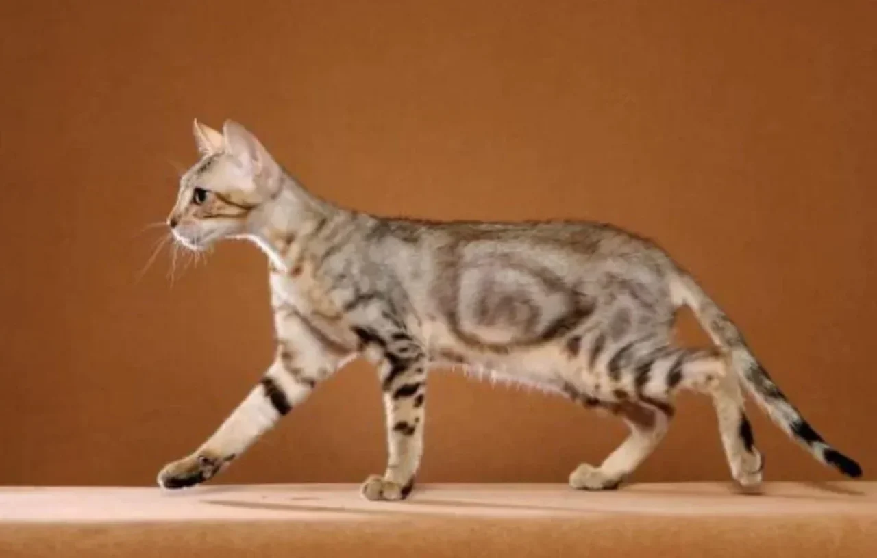 Harga Kucing Sokoke: Karakteristik, Sejarah, dan Panduan Lengkap