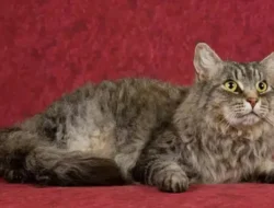 Harga Kucing LaPerm Terbaru: Si Bulu Keriting yang Unik dan Menggemaskan