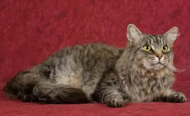 Harga Kucing Laperm unik berbulu keriting coklat keabu-abuan dengan kumis melengkung panjang, mata kuning tajam.