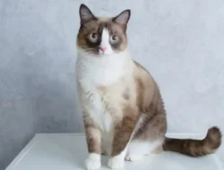 Kucing Snowshoe: Asal Usul, Karakteristik, Ciri Fisik, Perawatan, dan Harga Terbaru 2025