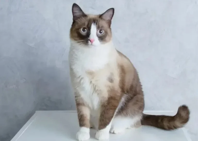 Kucing dwimarna cokelat dan putih bermata biru duduk tenang, hidung merah muda menghadap kamera.