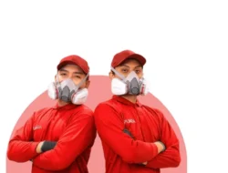 Waspada Serangan Rayap di Jakarta, Ini Solusi Perlindungan Bangunan yang Tepat