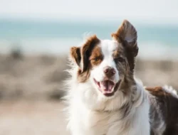 How to Calm an Angry Border Collie Without Using Punishment or Force